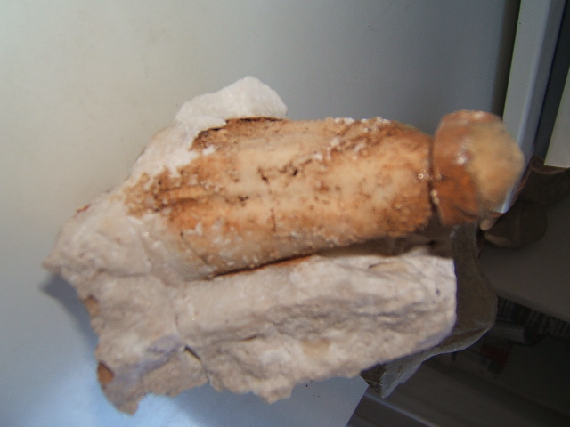 Paleoquiz: che fossile �?